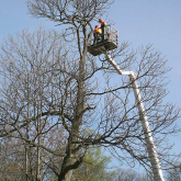 baumpflege_faellungen06.jpg